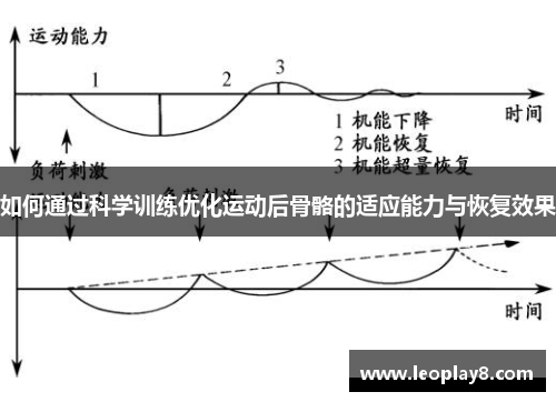 如何通过科学训练优化运动后骨骼的适应能力与恢复效果